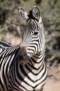 Profile of a zebra Royalty Free Stock Photo