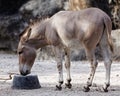 Profile of Zebroid Hybrid