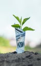 Profitable ecology. Earnings on eco-products. Dollar bill plant growth from ground. Concept of money tree growing investment and Royalty Free Stock Photo