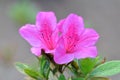 Bright Pink Evergreen Azealea Flowers