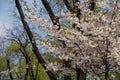 Profuse light pink flowers of sakura Accolade Royalty Free Stock Photo