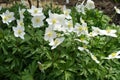 Profuse white flowers of Anemonoides sylvestris in May Royalty Free Stock Photo