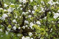 Profuse white spring blossom Royalty Free Stock Photo