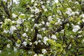 Profuse white spring blossom Royalty Free Stock Photo
