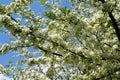 Profuse white spring blossom Royalty Free Stock Photo