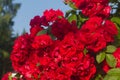 A profusely blooming bright red rose on a bush in a beautiful flower garden Royalty Free Stock Photo