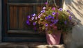 Profusely blooming purple lobelia flower in a pot by the door on the porch. Sunny morning