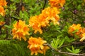 Profusely flowering bush, orange rhododendron