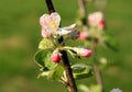 Profusely flowering young apple tree