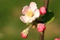 Profusely flowering young apple tree