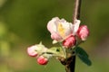 Profusely flowering young apple tree