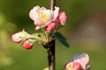 Profusely flowering young apple tree