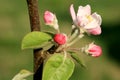 Profusely flowering young apple tree