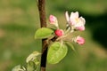 Profusely flowering young apple tree