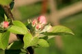 Profusely flowering young apple tree