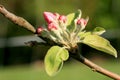 Profusely flowering young apple tree