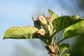 Profusely flowering young apple tree