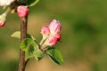 Profusely flowering young apple tree