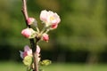 Profusely flowering young apple tree