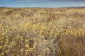 Profusion of flowers in the cerrado biome. Serra da Canastra Nat Royalty Free Stock Photo