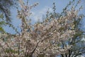 Profusion of pink flowers of sakura Accolade in April Royalty Free Stock Photo