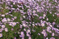 Profusion of pink flowers of Michaelmas daisies Royalty Free Stock Photo