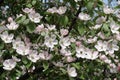 Profusion of pinkish white flowers of quince tree in May Royalty Free Stock Photo