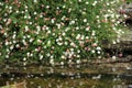 Erigeron Karvinskianus By Water Royalty Free Stock Photo