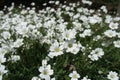 Profusion of white flowers of Cerastium tomentosum in May Royalty Free Stock Photo