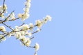 Profusion of white spring blossom plum Royalty Free Stock Photo