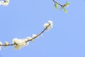 Profusion of white spring blossom plum Royalty Free Stock Photo