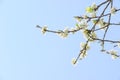 Profusion of white spring blossom plum Royalty Free Stock Photo