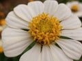 Profusion White Zinnia close-up macro of flora flower garden photography season spring wallpaper hd clear dslr Royalty Free Stock Photo