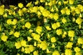 Profusion of yellow flowers of sundrops in June Royalty Free Stock Photo