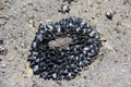 Progeny tiny mussels on rocks Muriwai Beach