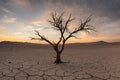 A dry, leafless tree affected Royalty Free Stock Photo