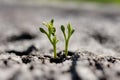 A dry, leafless tree affected Royalty Free Stock Photo