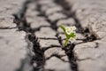 A dry, leafless tree affected Royalty Free Stock Photo