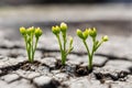 A dry, leafless tree affected Royalty Free Stock Photo