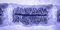 Proglottid of tapeworm Taenia saginata