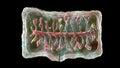 Proglottid of tapeworm Taenia solium Royalty Free Stock Photo