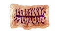 Proglottid of tapeworm Taenia solium