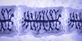 Proglottid of tapeworm Taenia solium Royalty Free Stock Photo