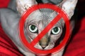 Prohibition sign on the background of bald cat. The concept of danger from domestic and stray animals Royalty Free Stock Photo