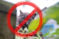 Prohibition sign on the background of the cat with long hair. The concept of danger from domestic and stray animals Royalty Free Stock Photo