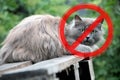 Prohibition sign on the background of the cat with long hair. The concept of danger from domestic and stray animals Royalty Free Stock Photo