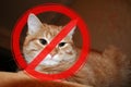 Prohibition sign on the background of redhead cat.The concept of danger from domestic and stray animals