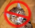 Prohibition sign on the background of wet cat. The concept of danger from domestic and stray animals Royalty Free Stock Photo