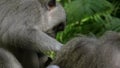 Proile shot of a macaque delousing another at ubud monkey forest, bali