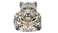 Snow Leopard Portrait Sitting Calmly Royalty Free Stock Photo